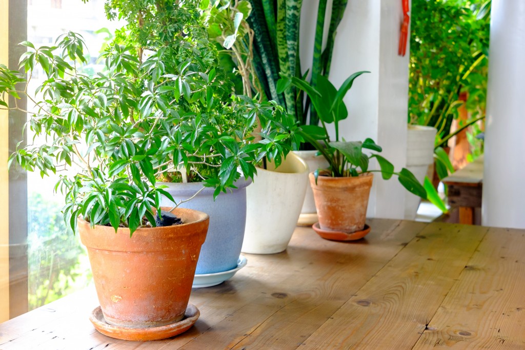 A plant pot displayed in the window