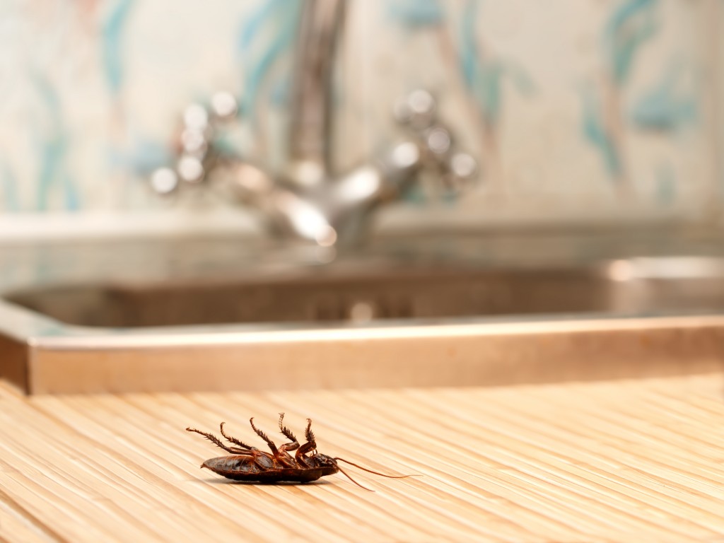 Dead cockroaches in an apartment house on the background of the water faucet.