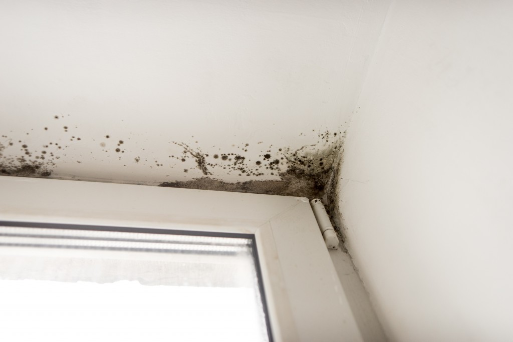 mould on the corner of a window