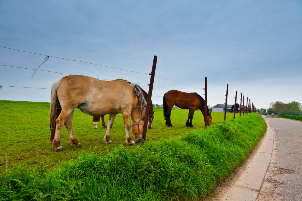 Types of Bridles You Should Know