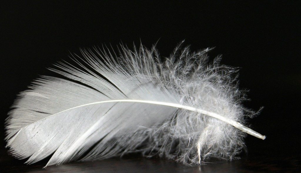 what-do-feathers-mean-the-meaning-behind-feather-signs-fine-feather