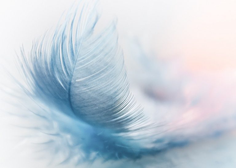 what-do-blue-feathers-mean-fine-feather-heads