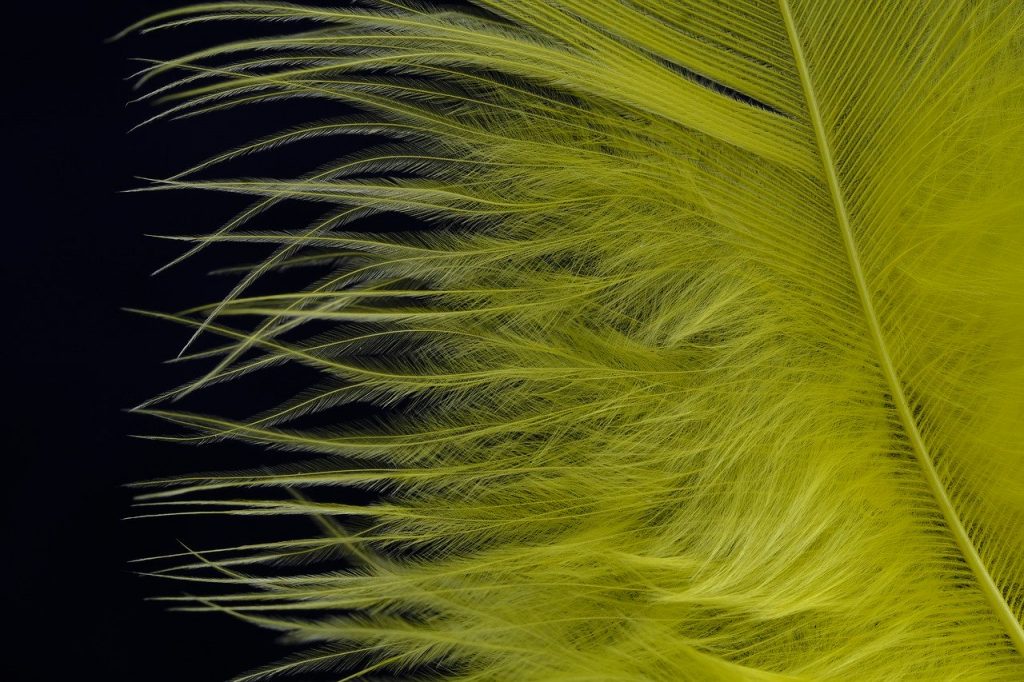 What Do Feathers Mean? The Meaning Behind Feather Signs Fine Feather