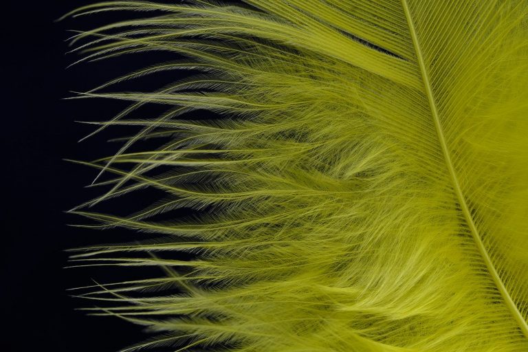 What Do Feathers Mean? The Meaning Behind Feather Signs - Fine Feather ...