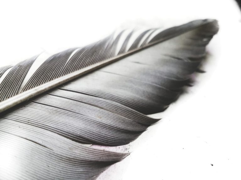 What Do Feathers Mean? The Meaning Behind Feather Signs Fine Feather