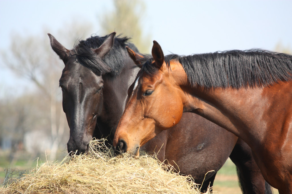 two horses