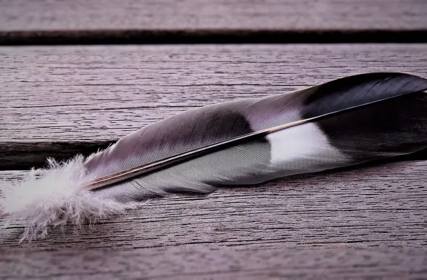 The Meaning of White, Black, and Grey Feathers: A Message from the Divine