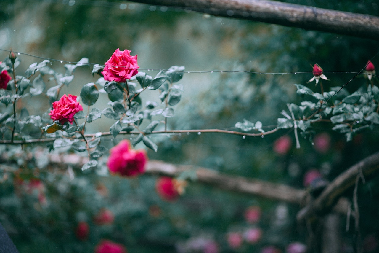 tiny red roses growing on a stem