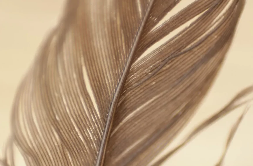 macro feather detail