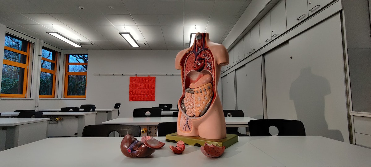 digestive system structure