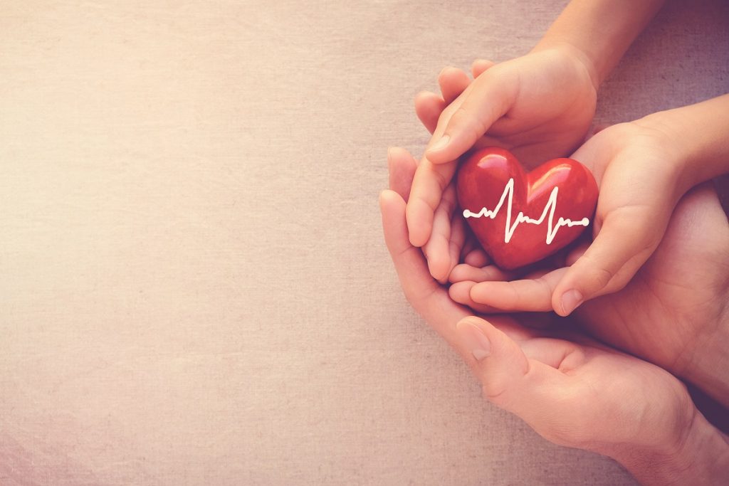 heart model being held by two hands
